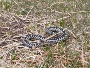 An adder is semi-curled in on itself whilst lying on dome long dry grass. It is grey with black zigzags running down its back.