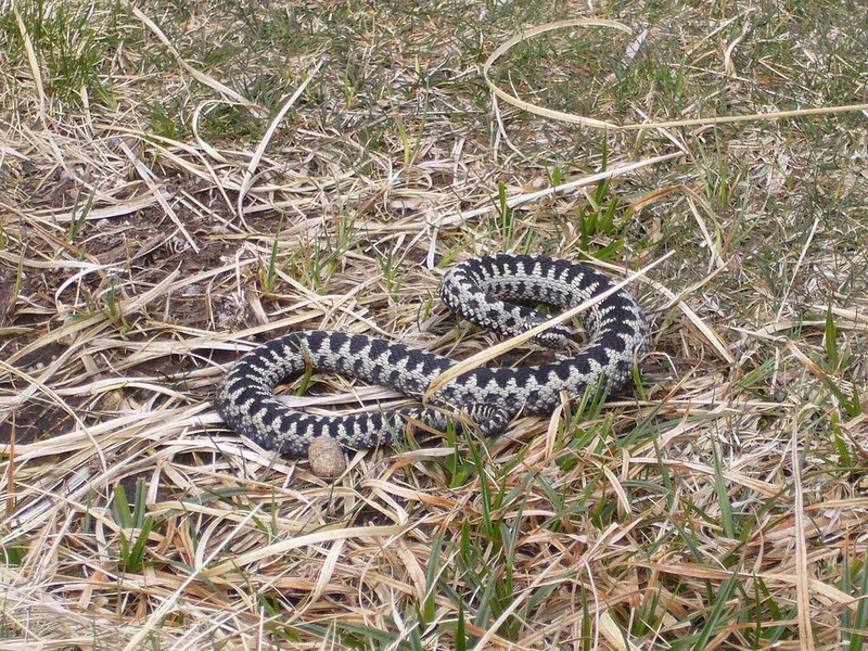 An adder is semi-curled in on itself whilst lying on dome long dry grass. It is grey with black zigzags running down its back.