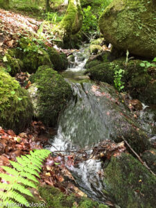 Fast flowing stream over mossy rocks and ferns