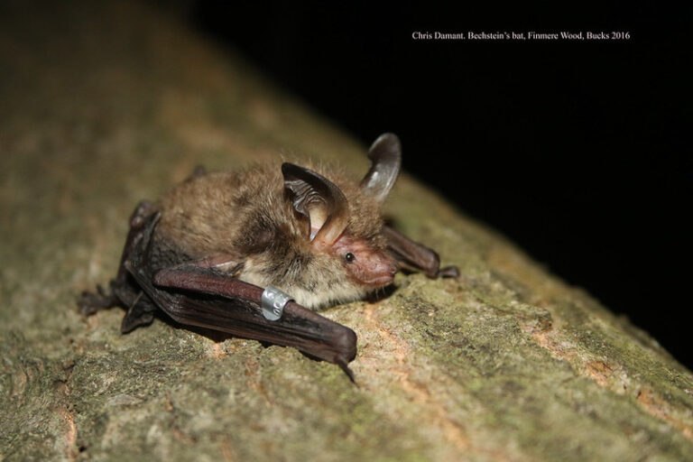 A small Bechstein bat clings to a tree and has a small silver ring on one of its wings.