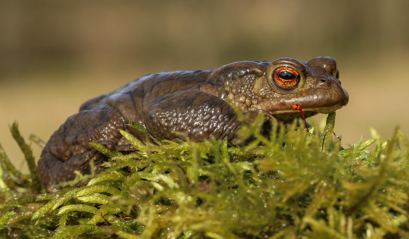 A large dark brown-green toad with orange eyes sits on a clump of moss.