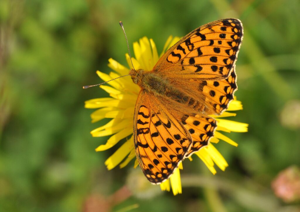 Bright orange and black patterned butterfly on a yellow dandelion flower.