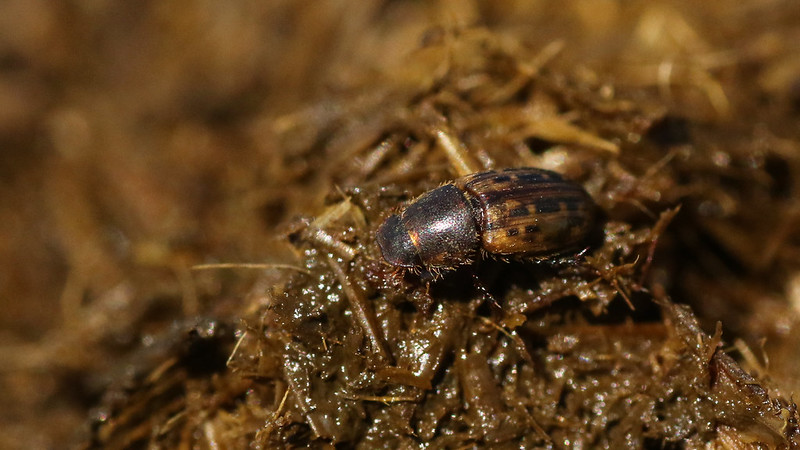 A mottled brown and black dung beetle stands on a pile of wet dung.