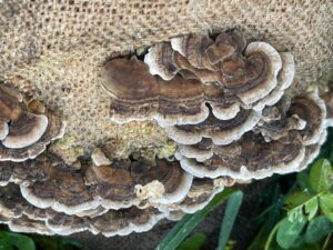 Brown fungi growing on hessian sack.