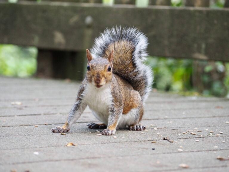 A grey squirrel is in the centre of the shot, crouched down on a boardwalk with a wooden fence and trees in the background. The squirrel has a white belly and neck with a grey brown back, face, and fluffy tail.