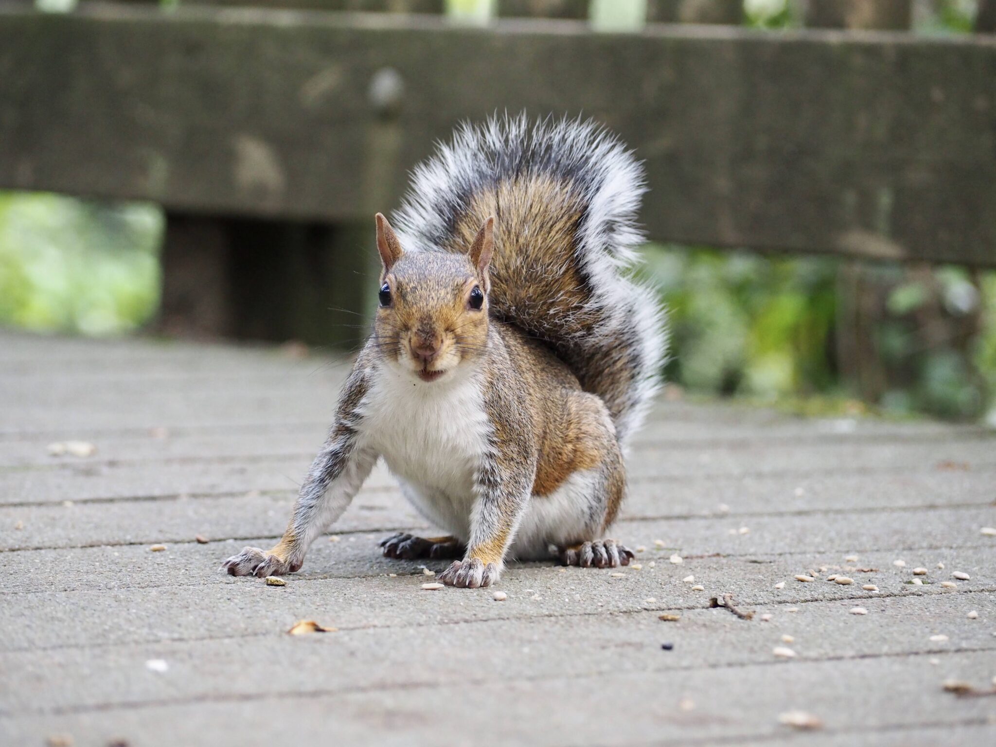 A grey squirrel is in the centre of the shot, crouched down on a boardwalk with a wooden fence and trees in the background. The squirrel has a white belly and neck with a grey brown back, face, and fluffy tail.