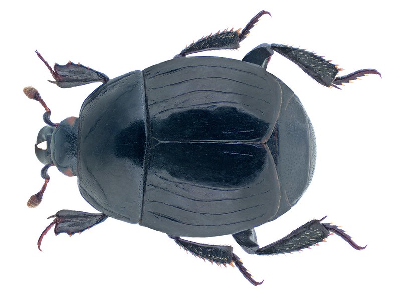 A round-bodied, small-headed dung beetle photographed from above against a white background.