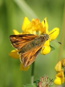 Orange-brown moth on a yellow flower