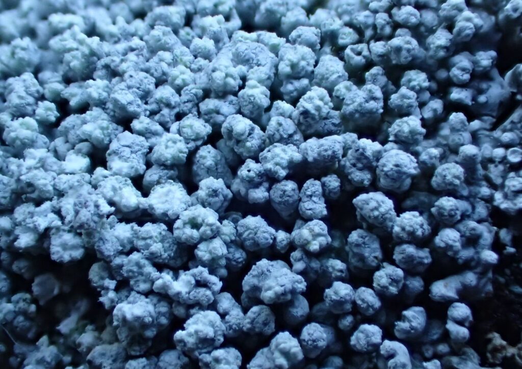 Blue-grey bubble-like lichen