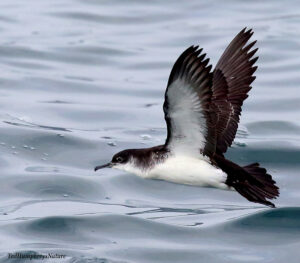 A Manx Shearwater flies low over the sea. The bird is black allover the top of its body, wings and head, and white below.