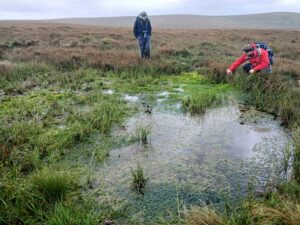 Devon Dragonfly Group trip to see the restoration of pools on Dartmoor