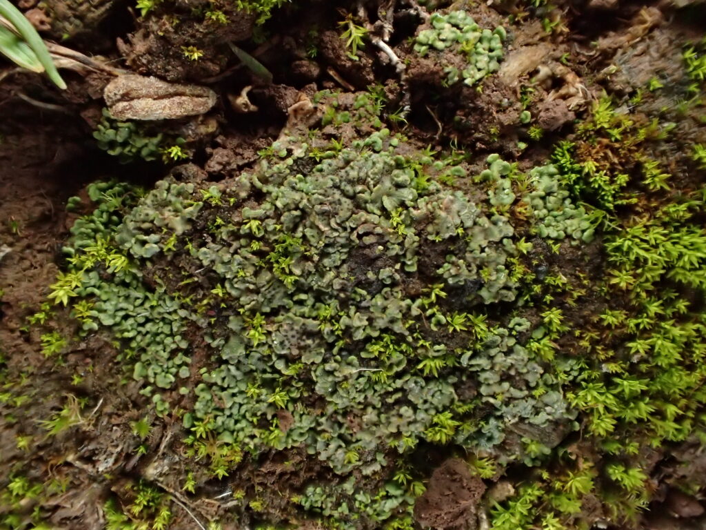 Lichen on a soil-brown substrate