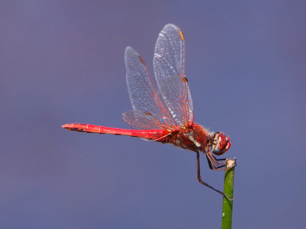 Vibrant and striking red dragonfly