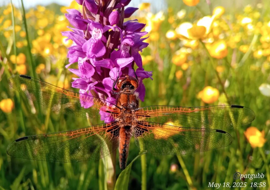 Red-orange dragonfly on a pink orchid, with yellow flowers in the background