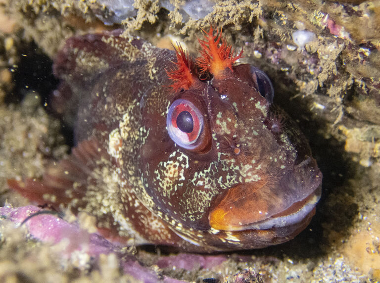 Tompot blenny with big red eyes and a bright orange coral shaped feature on its head, The fish has a wide mouth, and interesting light green patterns over its brown body. Paul Naylor, marinephoto.co.uk