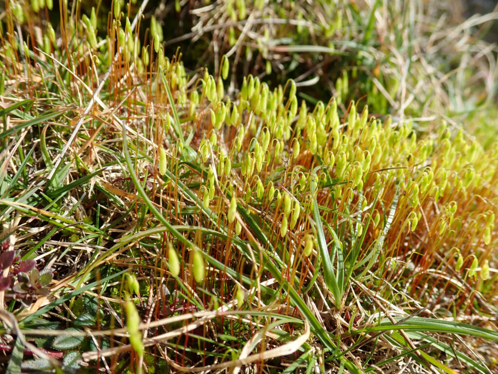 Tiny drooping green heads of moss on thin orange stems, mixed in with grass