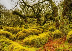 Mossy ancient woodland with twisted warped branches