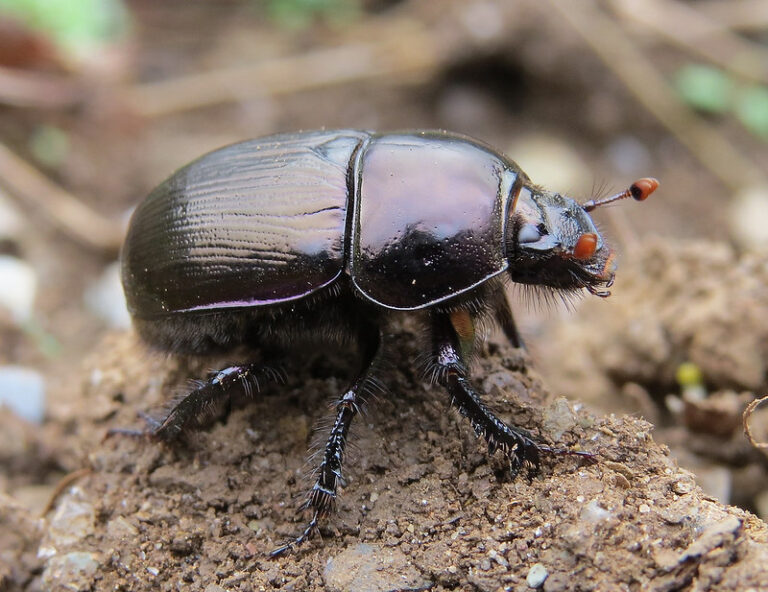 A shiny, metallic black beetle stands on some soil and has black hairy legs and red dots at the end of its antennae.