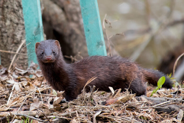 The mink stands on a brown leafy floor with a green fence in the background and has all over dark brown-black fur with a small patch of white on its chin. The animal is long bodied with a long furry tail and small rounded ears. It is facing the camera and has black beady eyes and a pink nose.