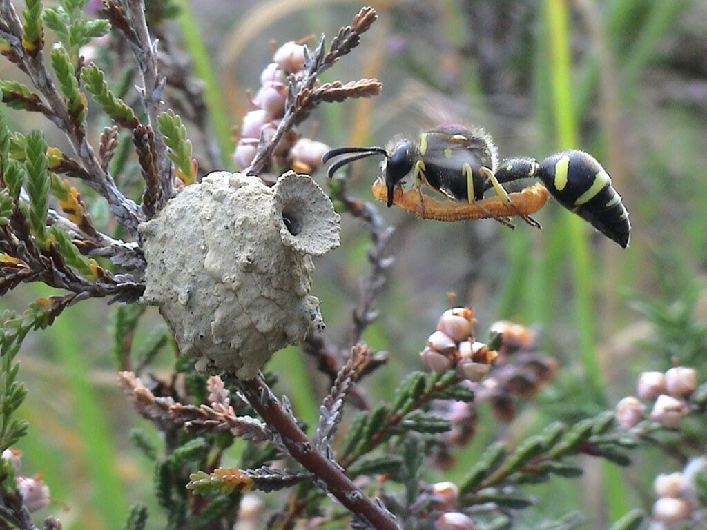 A heath potter wasp is in flight with an orange caterpillar in its mouth. The wasp is just reaching it's nest 'pot' that is attached to some woody vegetation against a blurred green background. The pot is shaped like a vase with the round circular base attached to the small branch before going into a narrow neck and widening slightly at the opening. The nest pots surface is light grey-brown and uneven. The heath potter wasp itself is all over black with yellow stripes across its body (from side to side not rear to front). It has a pointed teardrop abdomen, long slim body, getting wider towards the head, The head has large black mouthparts, black eyes and thick black antennae. The wings are only visible by a clear blur above teh wasp. Six yellow legs with black feet dangle below the body of the wasp.