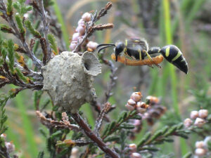 A heath potter wasp is in flight with an orange caterpillar in its mouth. The wasp is just reaching it's nest 'pot' that is attached to some woody vegetation against a blurred green background. The pot is shaped like a vase with the round circular base attached to the small branch before going into a narrow neck and widening slightly at the opening. The nest pots surface is light grey-brown and uneven. The heath potter wasp itself is all over black with yellow stripes across its body (from side to side not rear to front). It has a pointed teardrop abdomen, long slim body, getting wider towards the head, The head has large black mouthparts, black eyes and thick black antennae. The wings are only visible by a clear blur above teh wasp. Six yellow legs with black feet dangle below the body of the wasp.