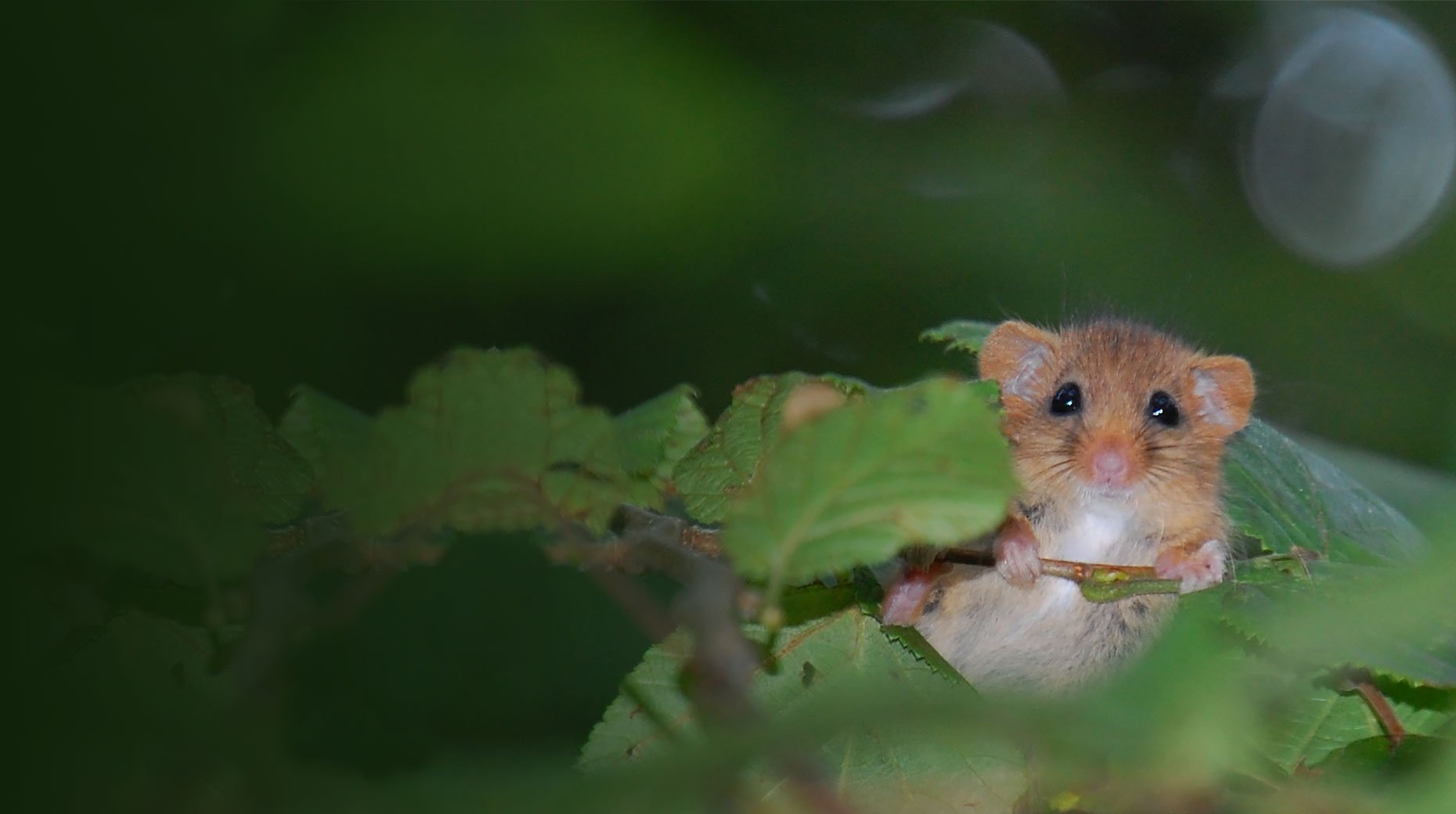 Dormouse, James Maben