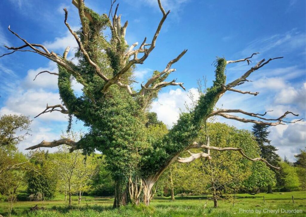Large old ancient tree within parkland, overgrown with ivy and other green leaves, with no new growths from the branches