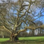 Large old ancient tree within parkland
