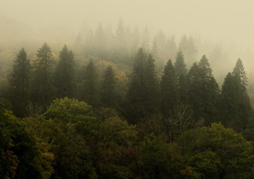 Misty treetops of a forest.