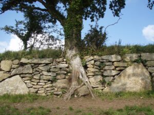 Hedge at Moretonhampstead, with a tree growing through the cobbled wall