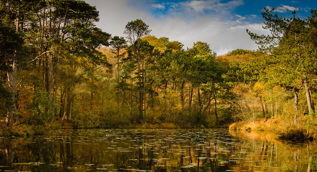 A small lake surrounded by trees reflects the various autumn colours present throughout the landscape, as well as sporting lilypads.