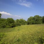 Grassland with lots of small yellow flowers. There are trees lining the field.