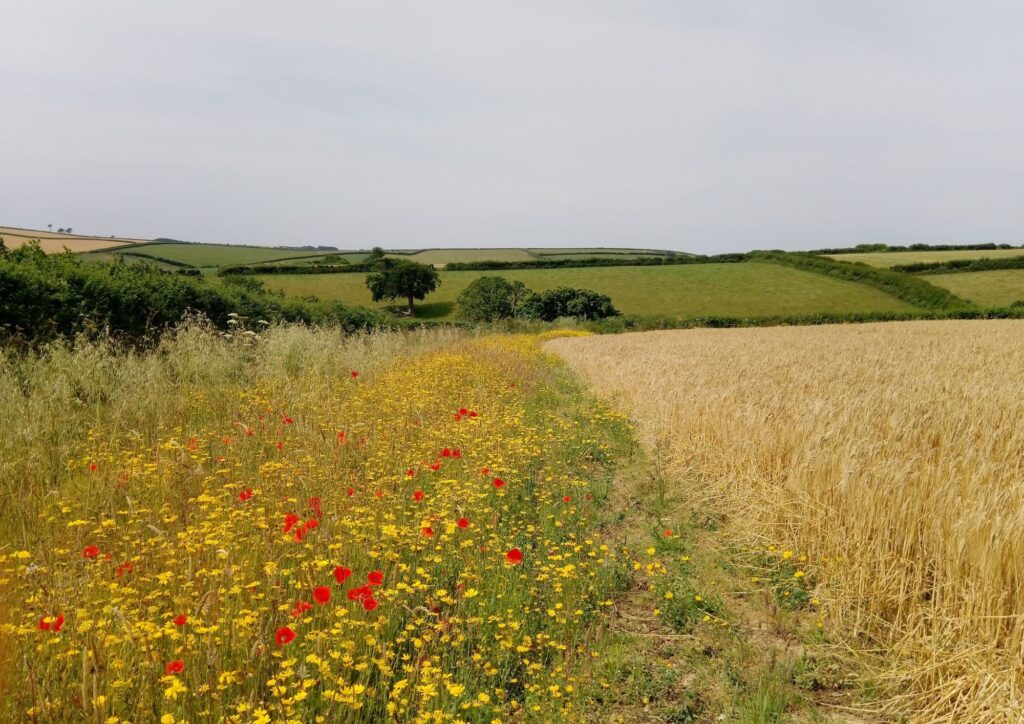 Arable field with a wildflower margin around the outside.