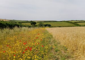 Arable field with a wildflower margin around the outside.