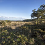 Wide, open heathland with low shrubs and grasses stretching into the distance.