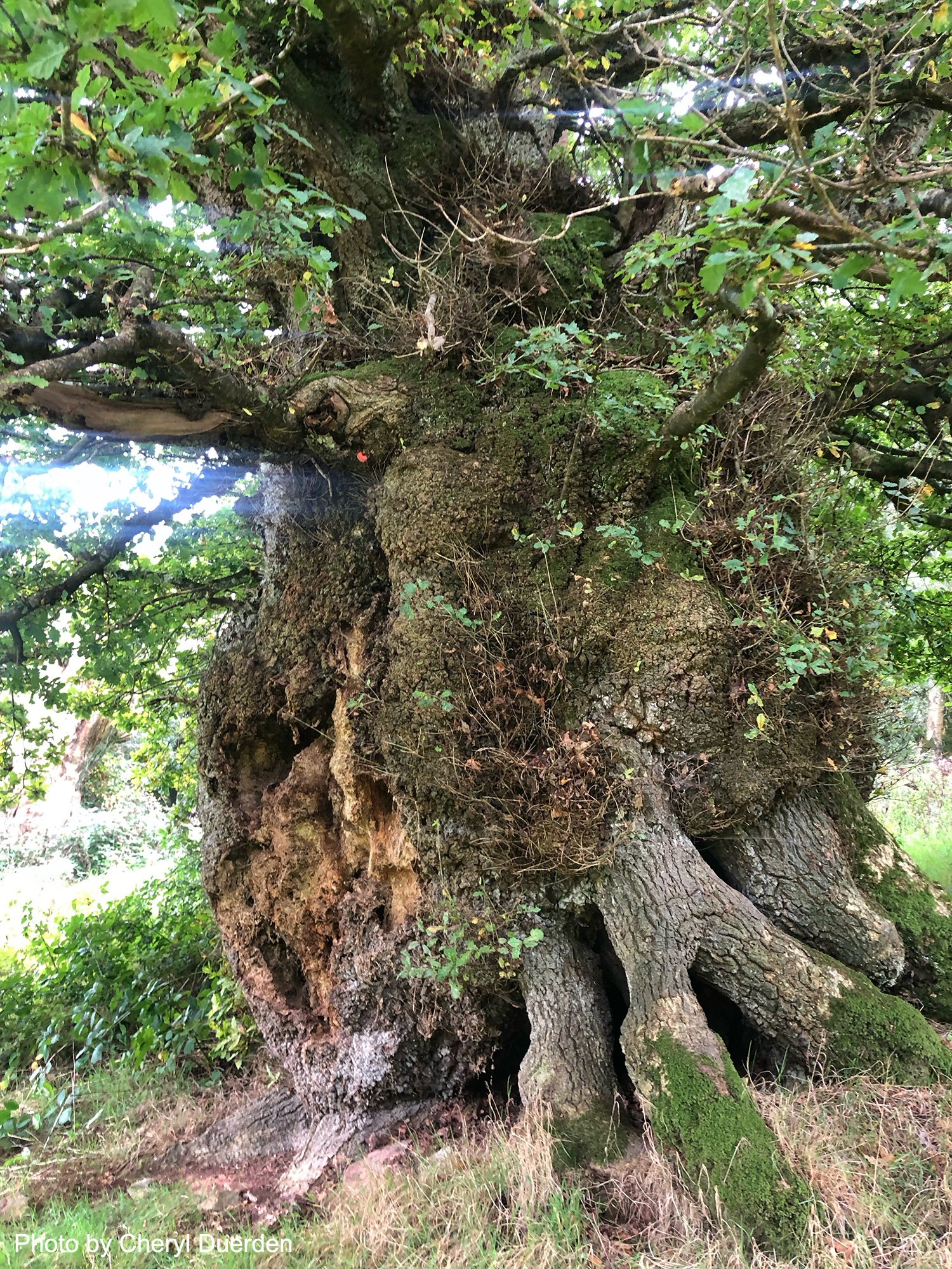Ancient tree at Killerton, a warped twisted trunk with lots of small plants taking over