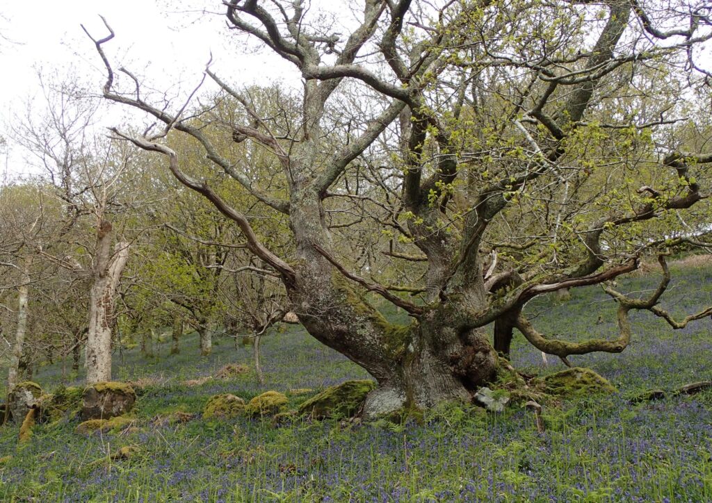 Ancient tree in a grassy field, very few leaves on the tree and twisting branches