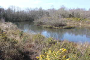 A very large pond with an island in the middle is pictured surrounded by shrubs, gorse and winter trees.