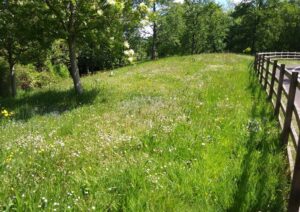 A wildflower rich grassy field in Mid Devon.
