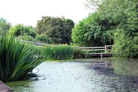 A river scene, with a bridge in the background and water with lily pads and algae at the foreground