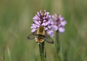A bee hawk-moth on a pink orchid flower.