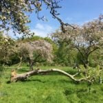 Traditional orchard in spring blossom.