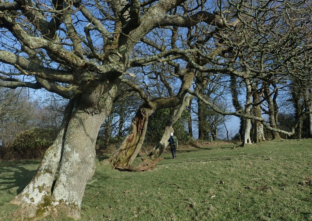 Large old trees lining the side of a field / parkland