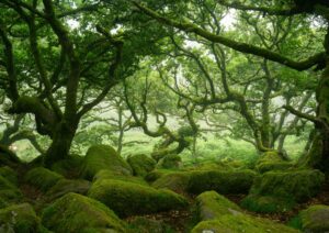 Mystical mossy temperate rainforest, in varying shades of green.
