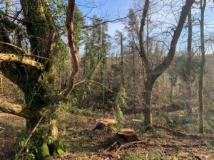 Woodland with lots of moss, lichen and blue skies behind.