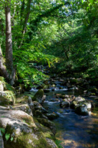 A stream with lots of rocks within a dark green leafy woodland