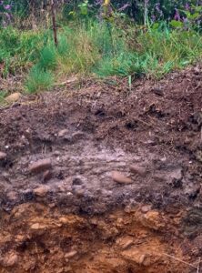 Soil profile (acid podzol). The colour ranged from a darker brown at the top, to a more rich orange colour at the base