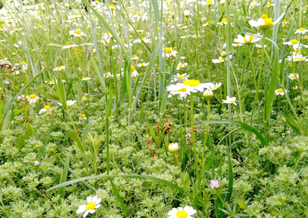 Rich patch of plants, including white flowers and smaller green leafy plants.