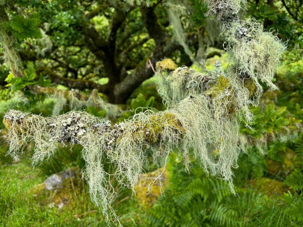 Wistman's Wood, Dartmoor. Credit: Emma Simmonds