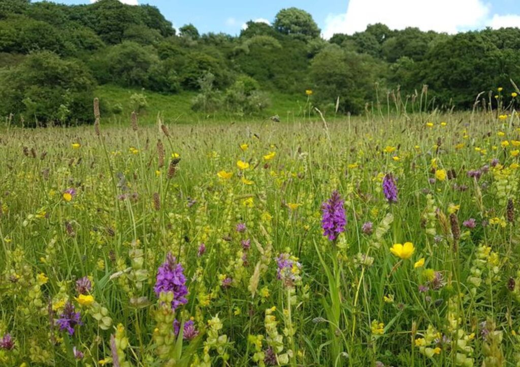 A wildflower meadow